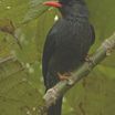 Bulbuls